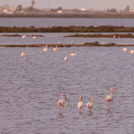 Kampaoh Delta Del Ebro אוהל מפואר *